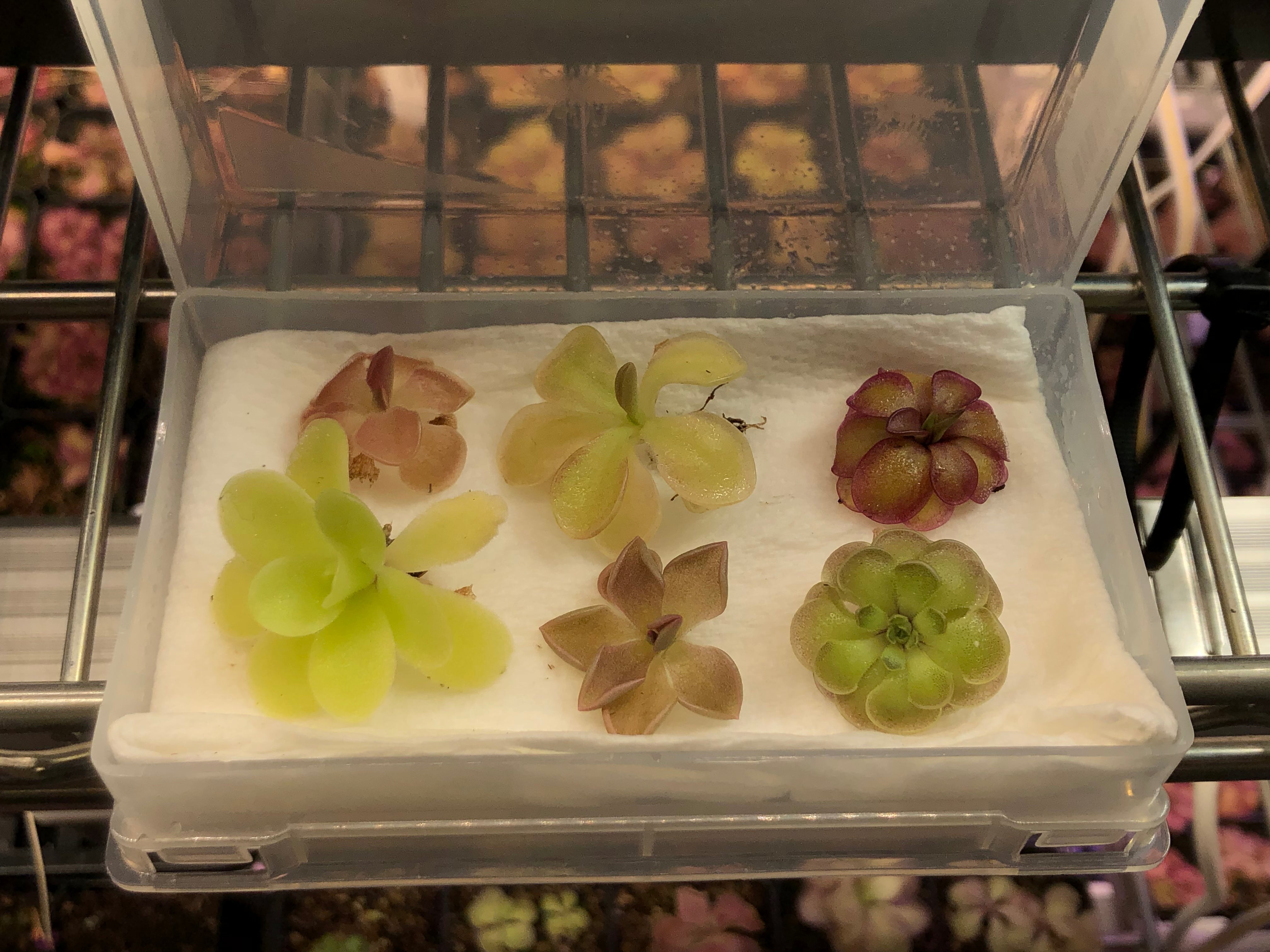 Pinguicula – Turlock Carnivores