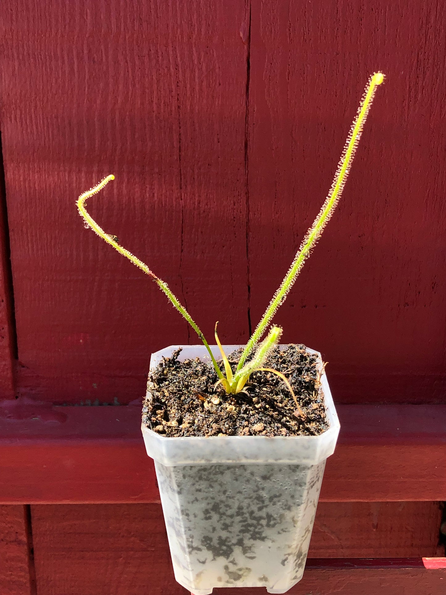 Drosera Filiformis- “Tracyi”