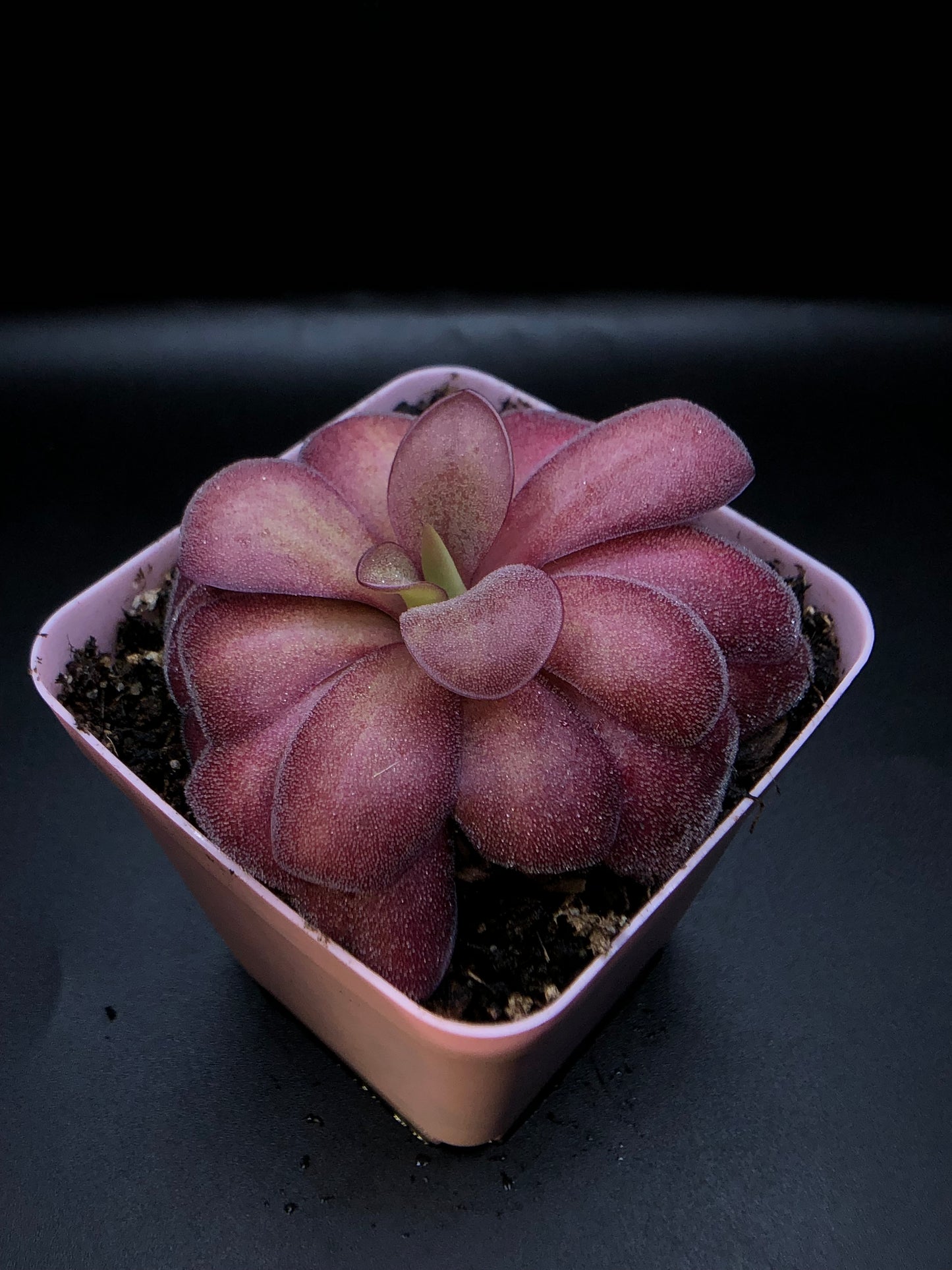P. x 'Lavender Lacewing'
