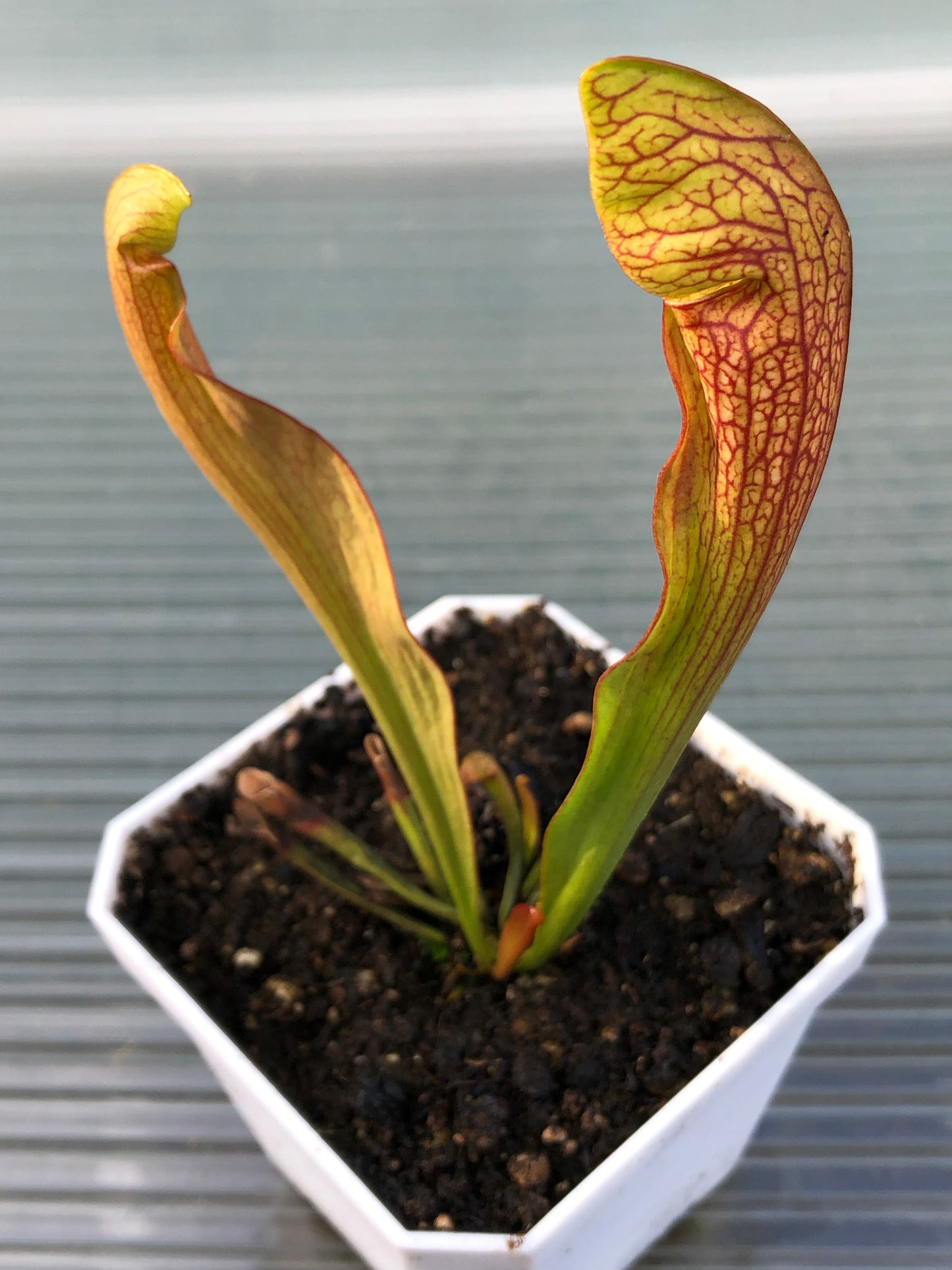 S. Dixie Lace