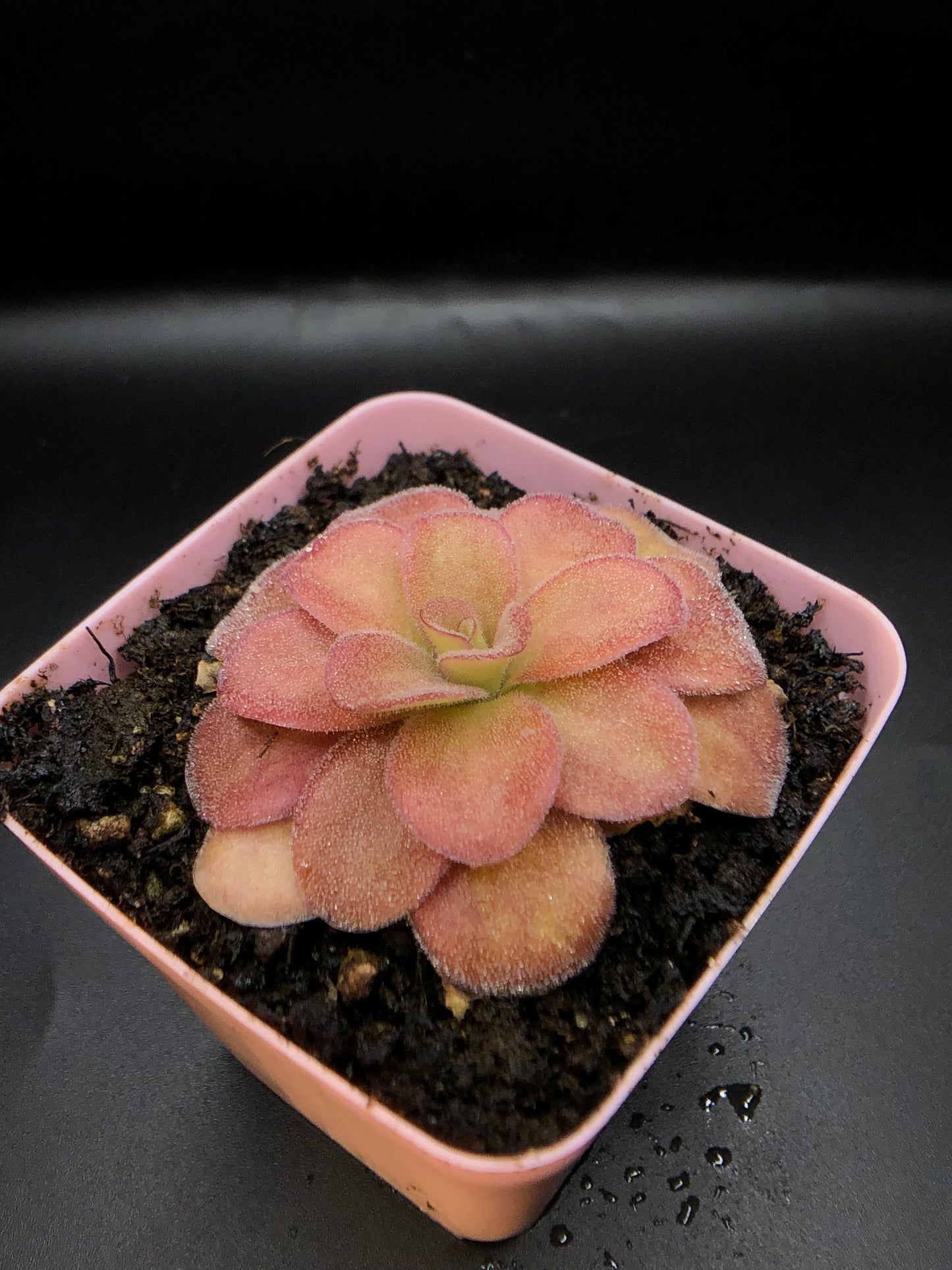 P. Agnata 'CSUF' scented flower