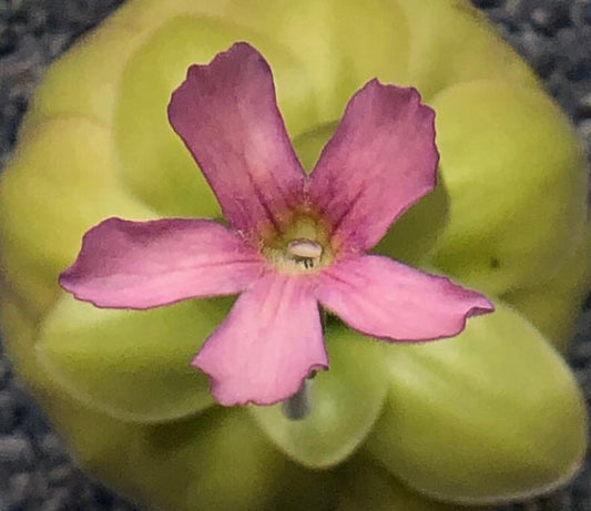 P. Gigantea x Laueana ‘red’