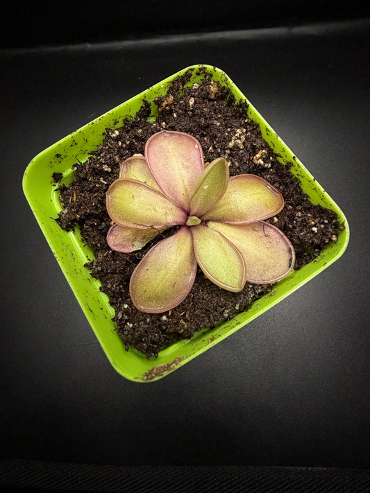 P. Moranensis var. alba x Emarginata