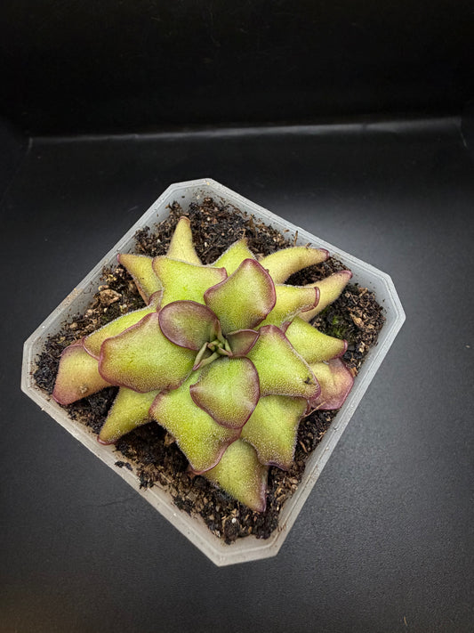 P. Laueana x Emarginata