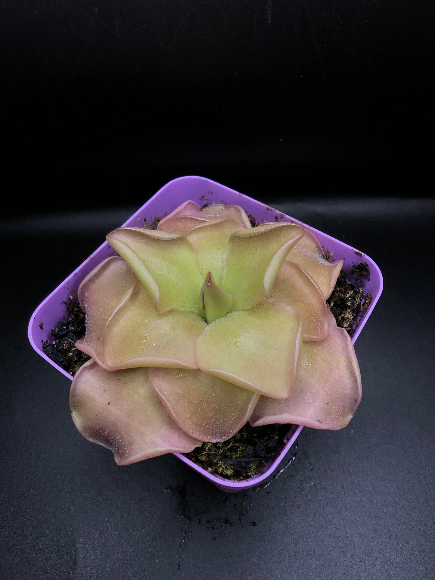 P. 'John Rizzi'
