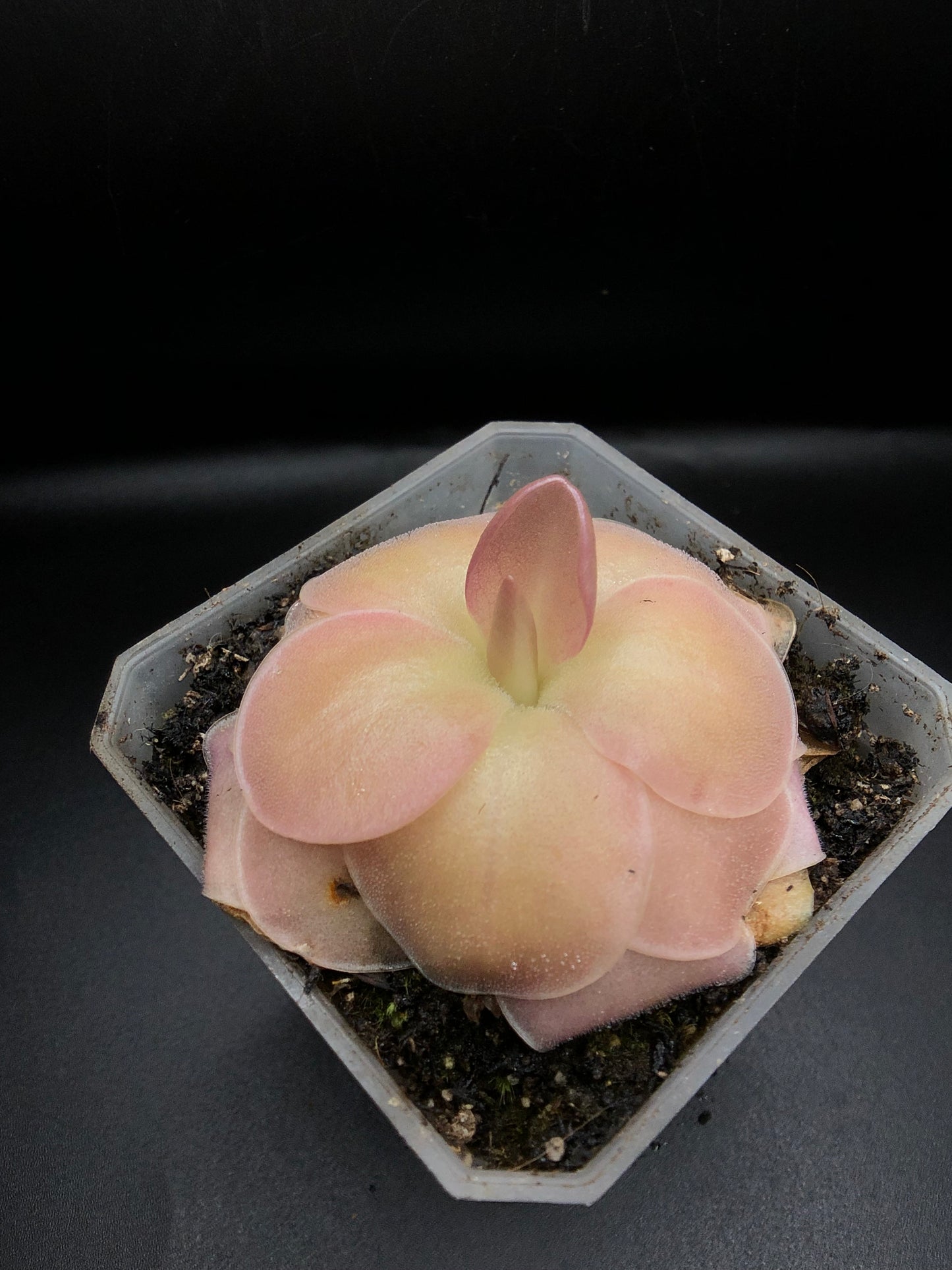 P. Moranensis