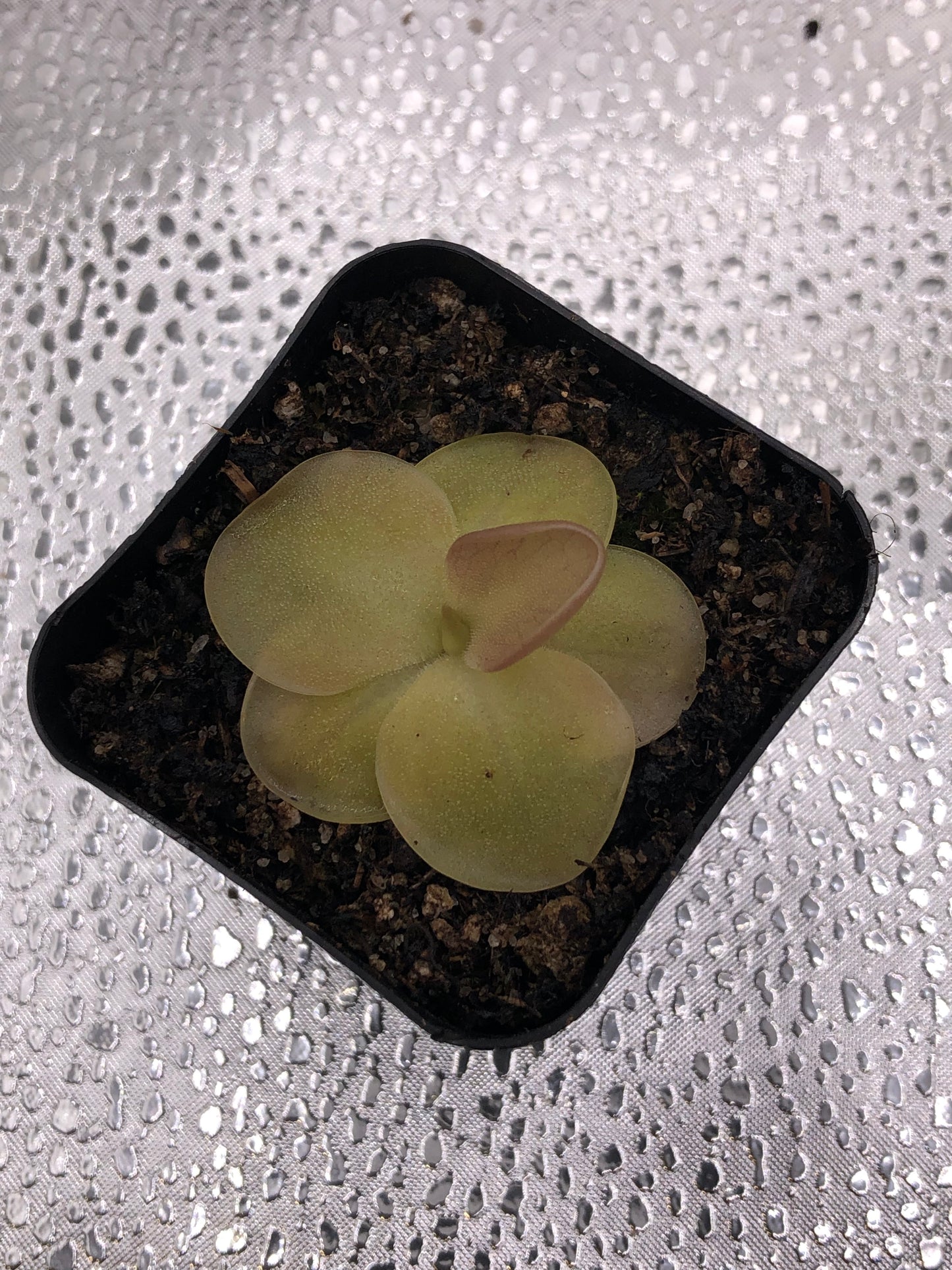 P. Moranensis