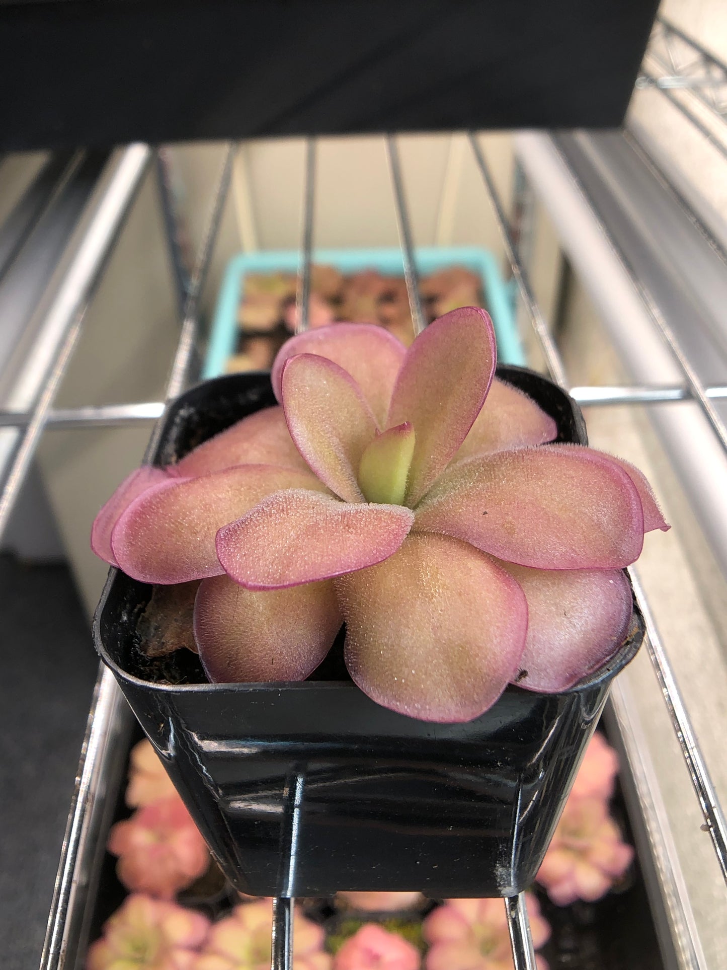 P. Gigantea x Laueana ‘red’