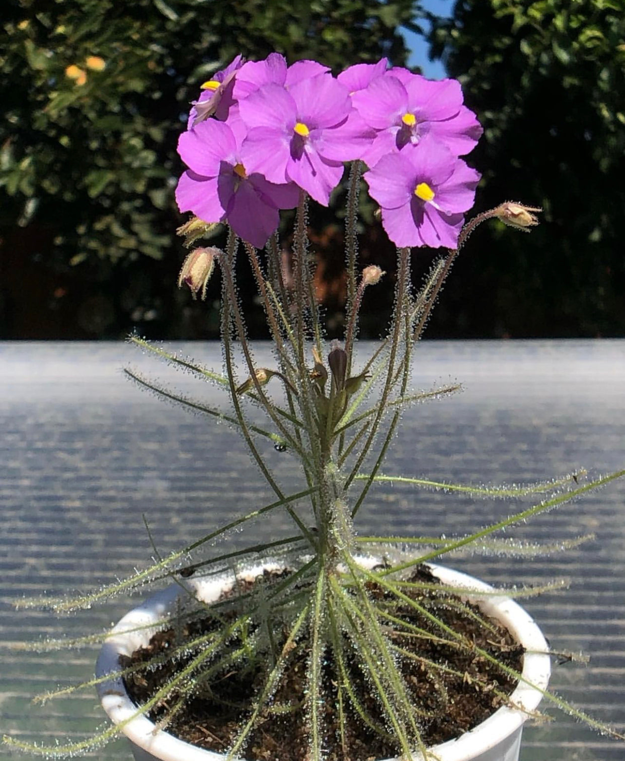 B. Guehoi ‘Bobby’s Creek’ seeds