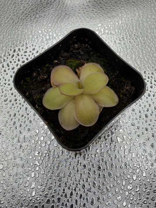 P. Gigantea x Laueana ‘red’