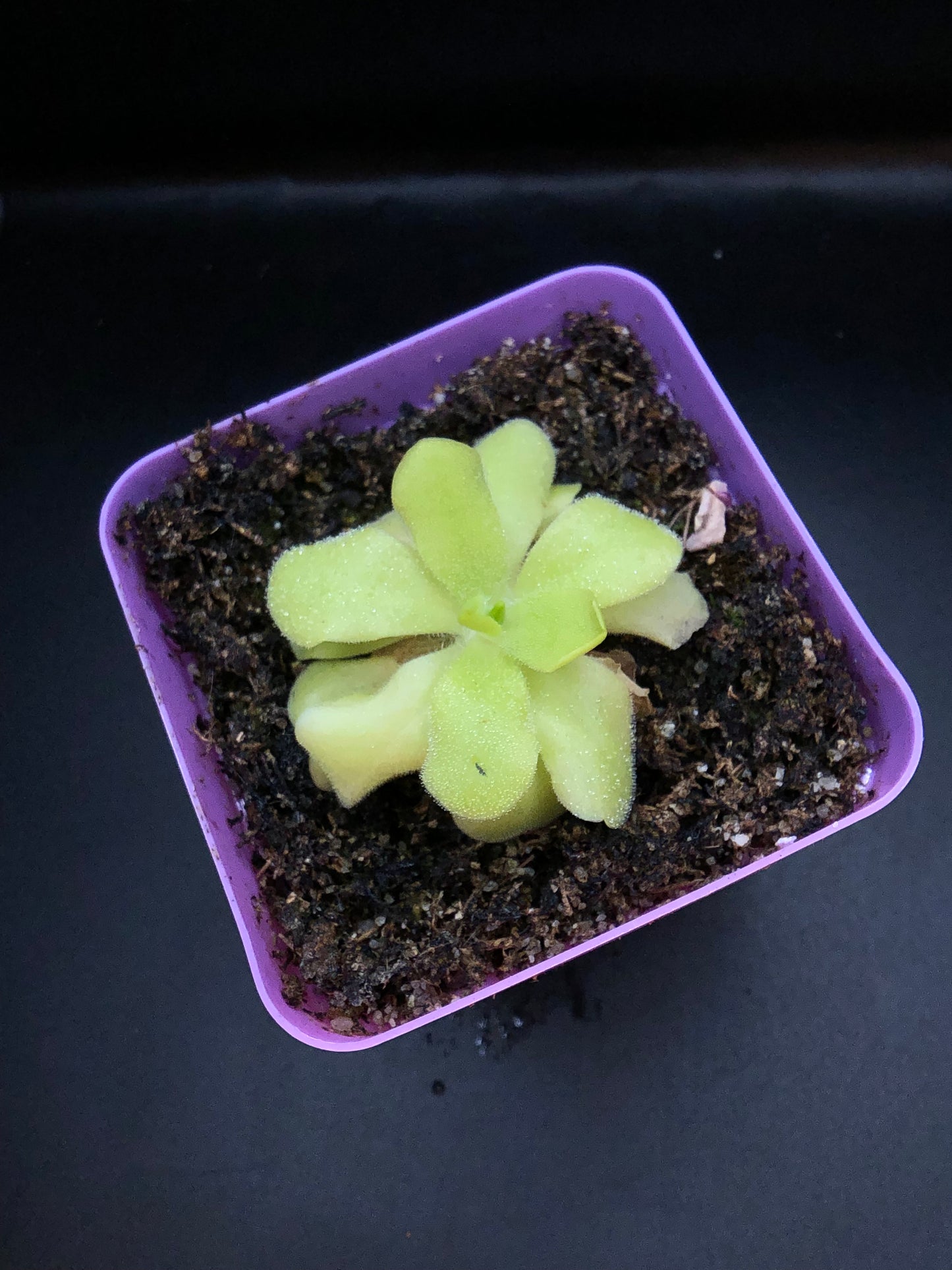 P. 'Pecosita'