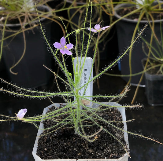 B. Liniflora x Rorida seeds