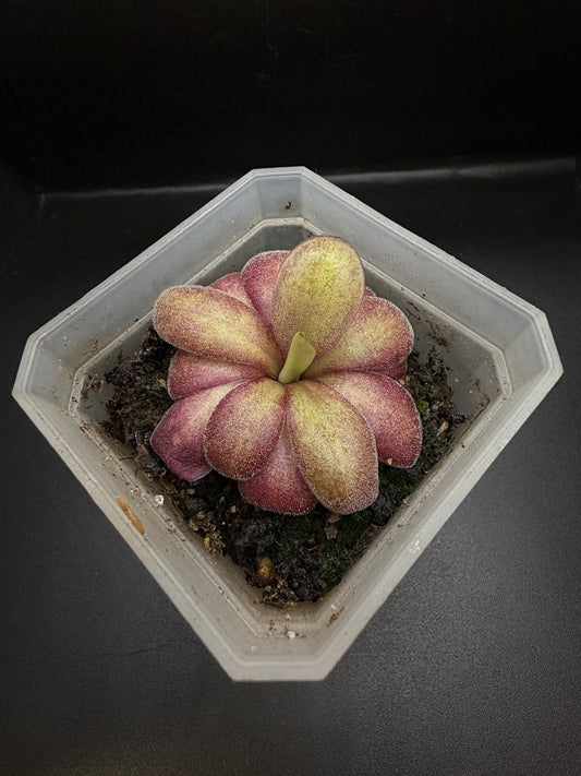P. x 'Lavender Lacewing'