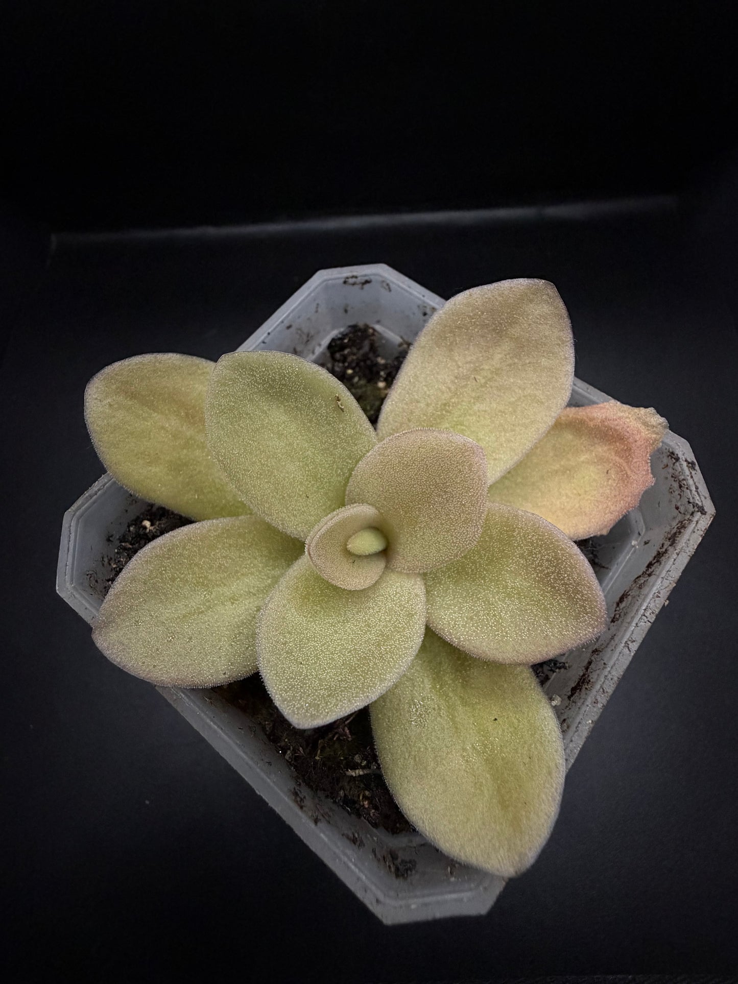 P. Gigantea 'red blush'