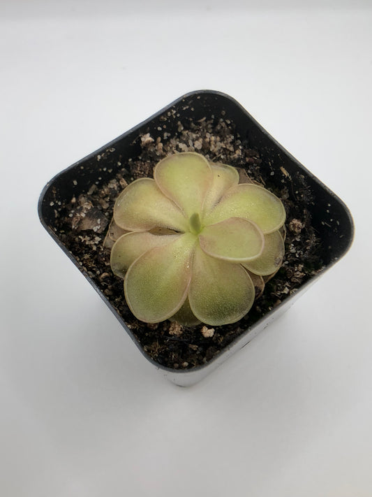 P. Wesley’s Spectacular