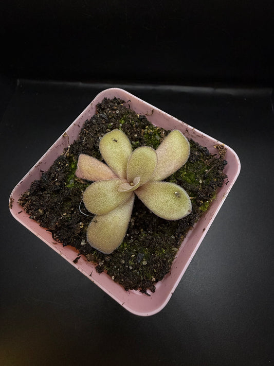 P. Gigantea 'red'