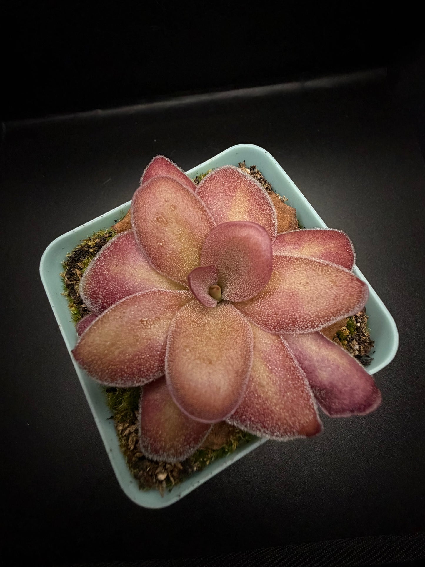 P. ‘Weser’ x Agnata 'El Lobo'