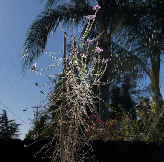B. Liniflora 'Kingston Rest' seeds