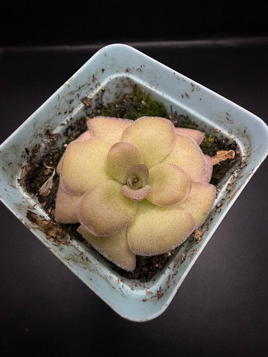 P. Laueana x Agnata 'El Lobo'