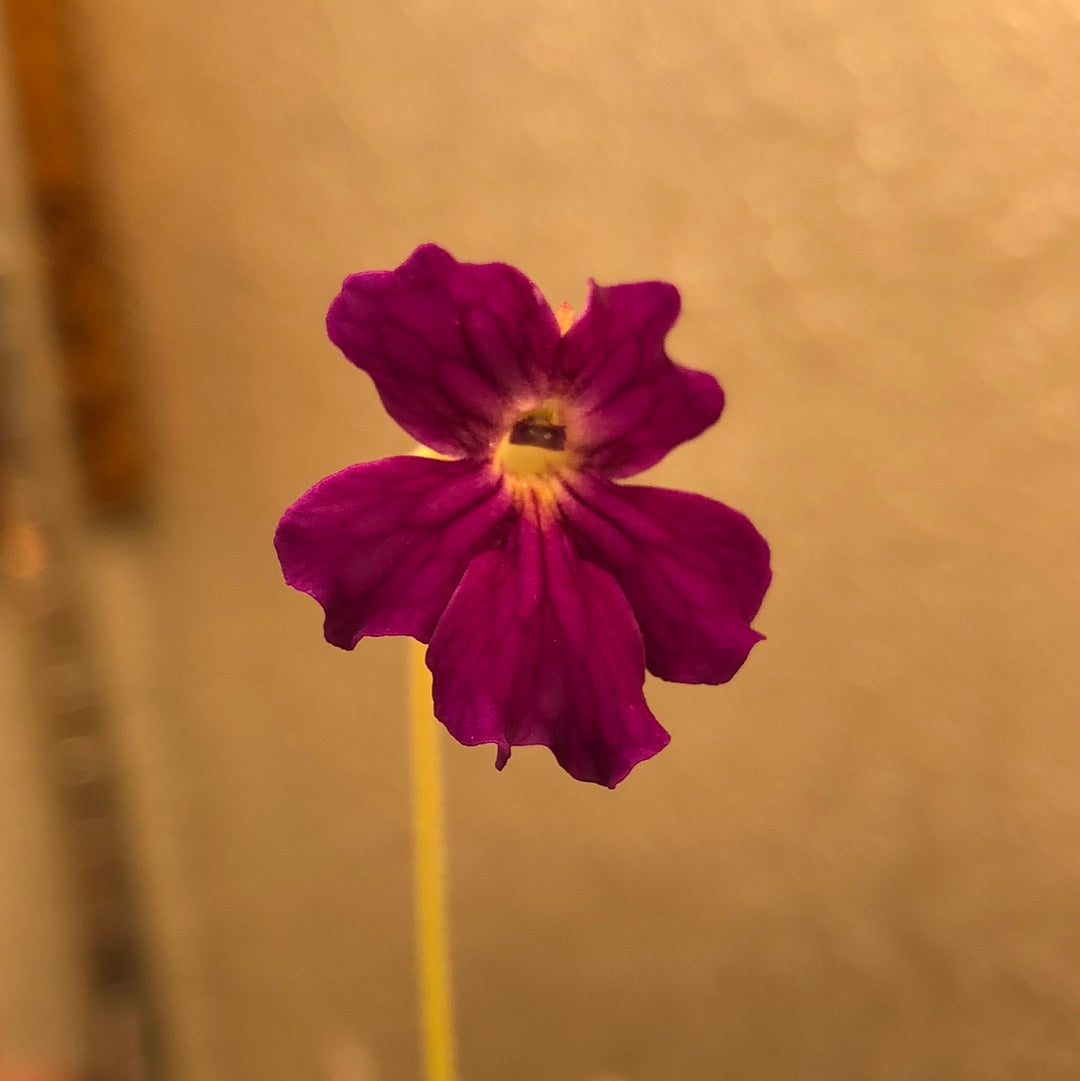 P. Laueana x Emarginata