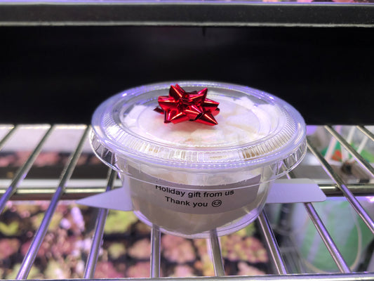 Mystery Pinguicula Cups