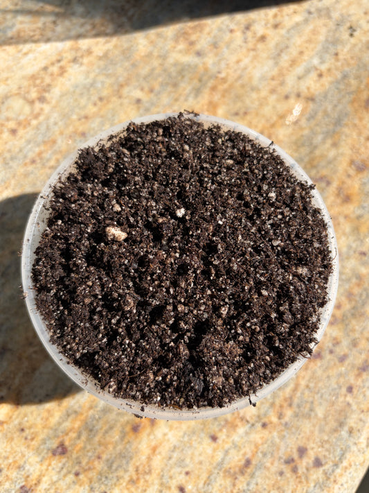 Turlock's CP soil mix: 1.5 QT