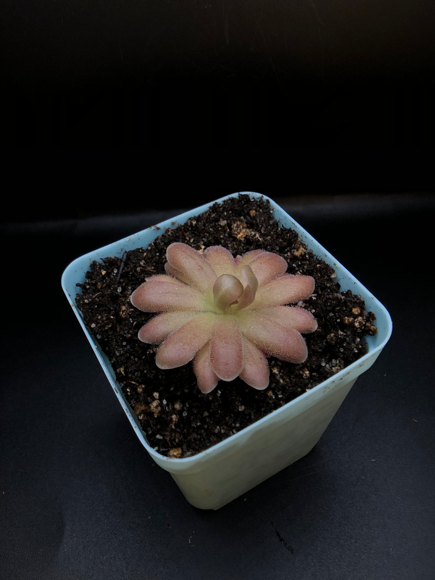 P. Gypsicola x 'Sethos'