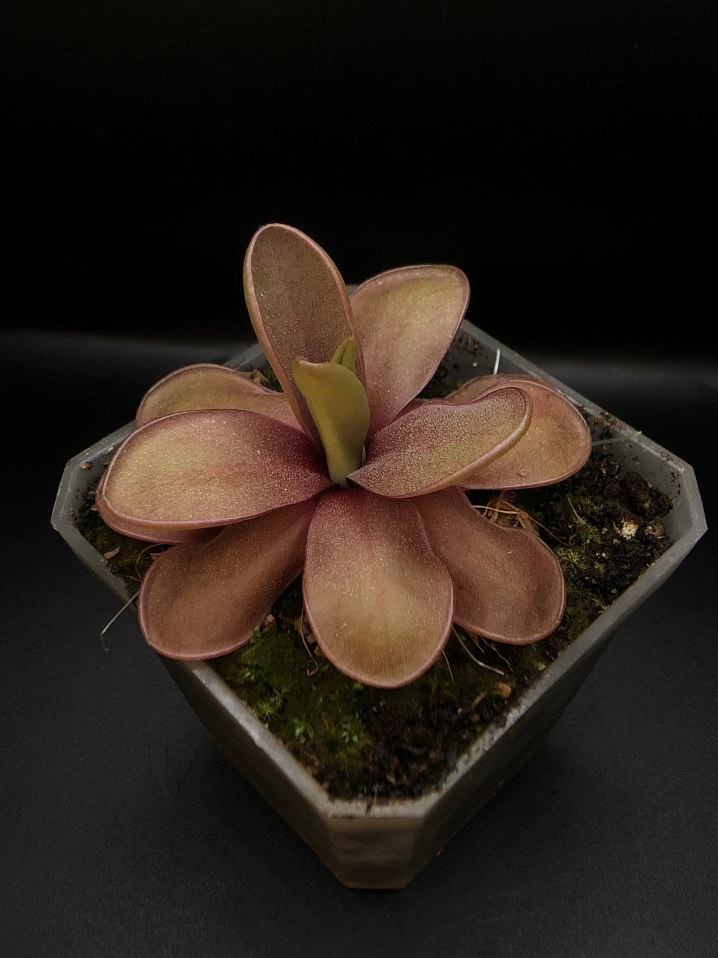 P. 'Riva'