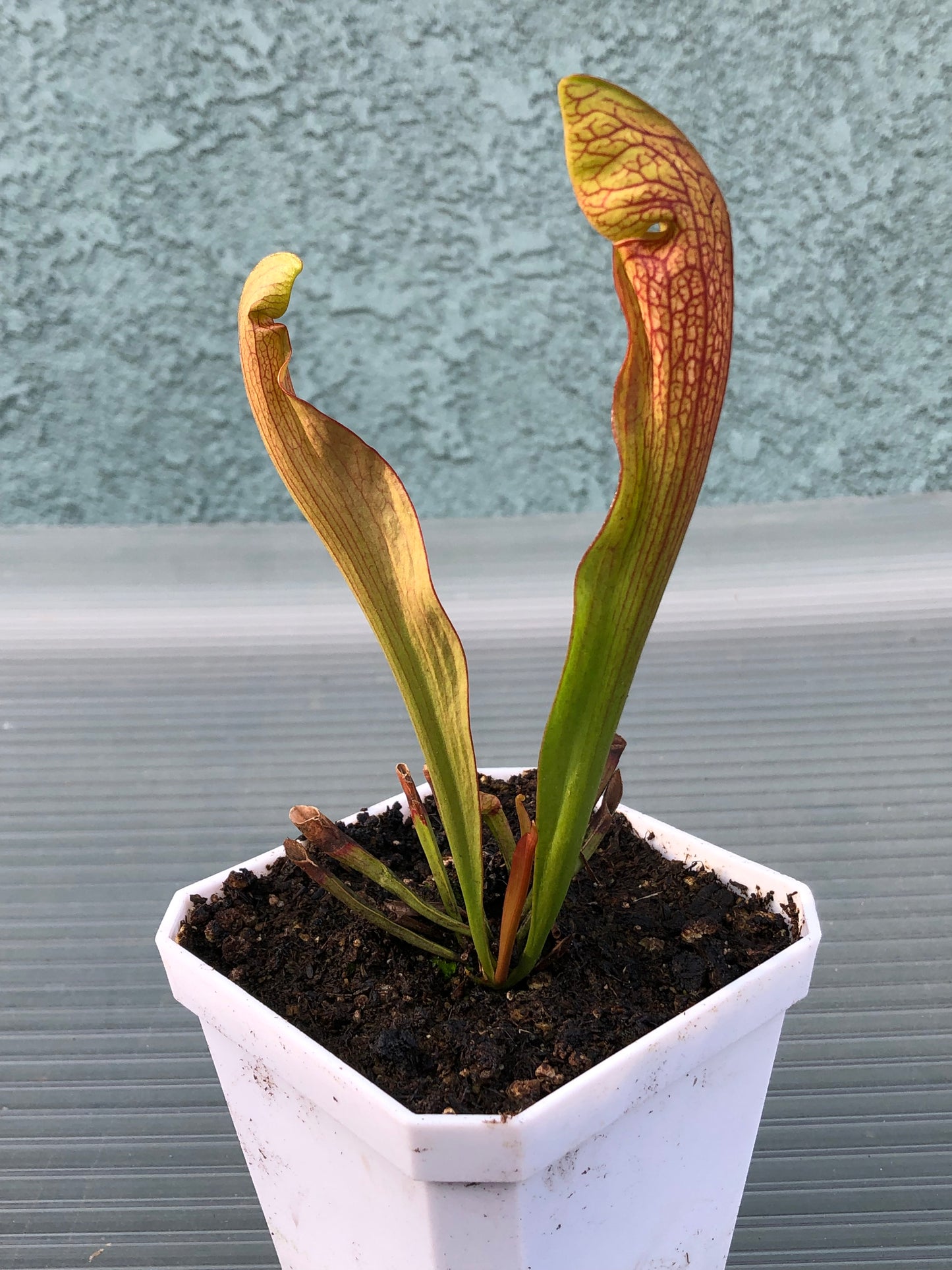 S. Dixie Lace