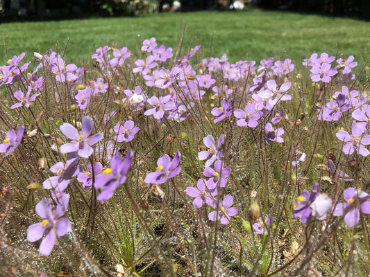 B. Liniflora (typical) seeds