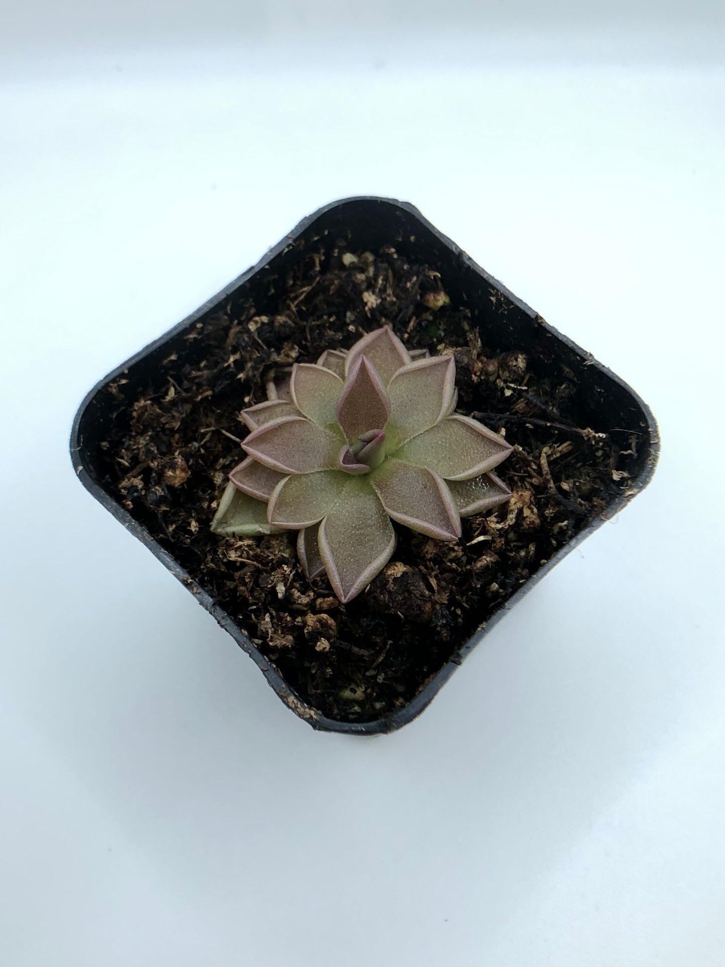 P. Estrellita