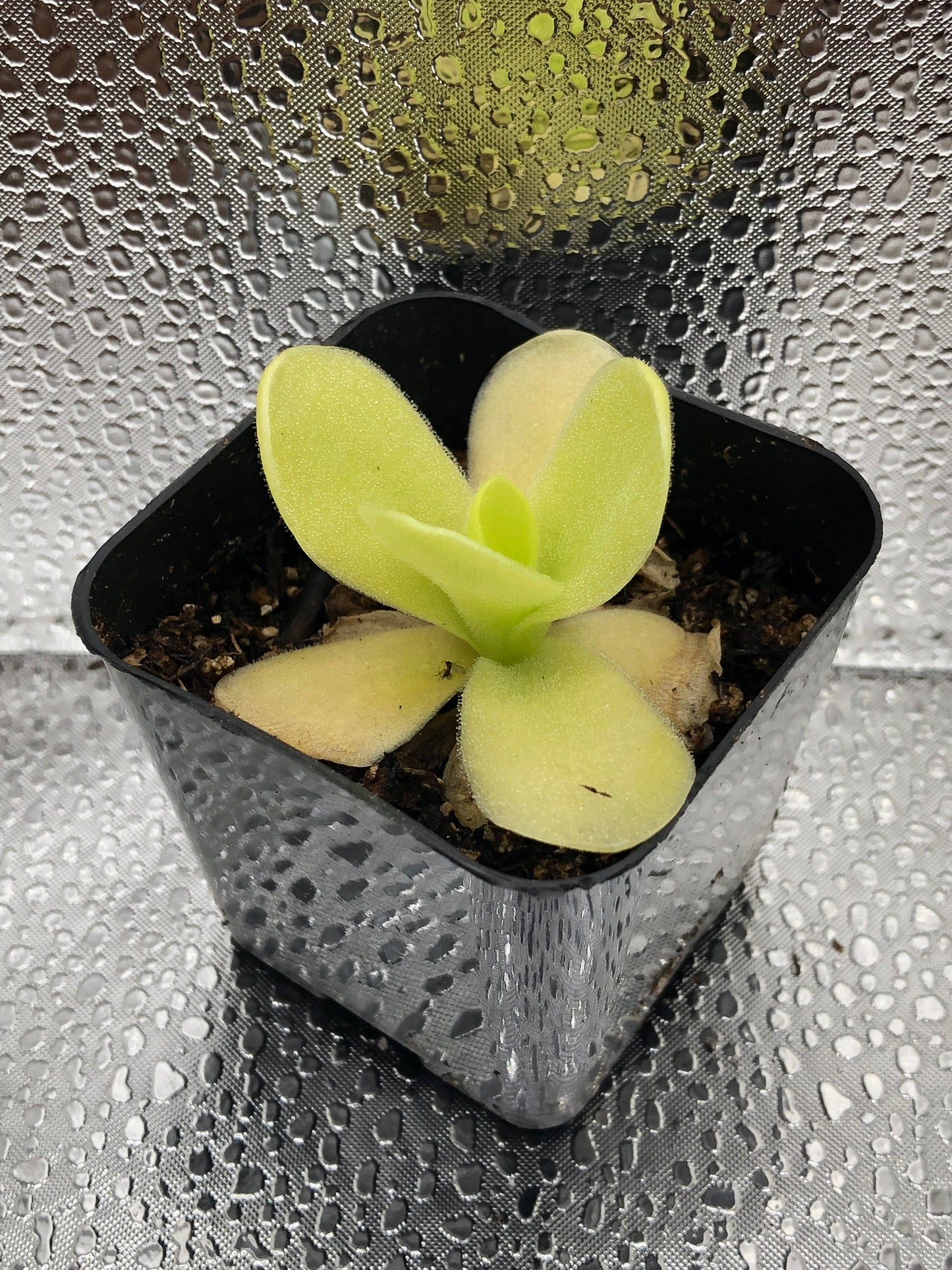 P. Gigantea