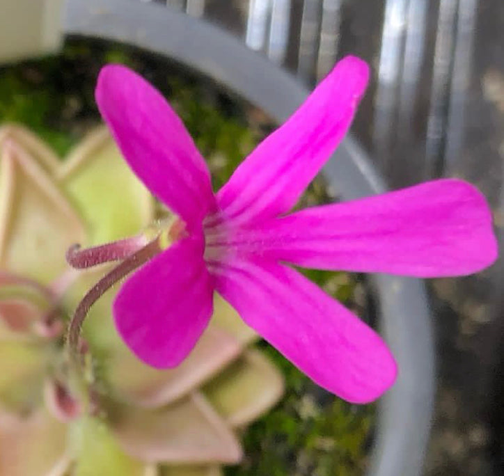 P. Estrellita