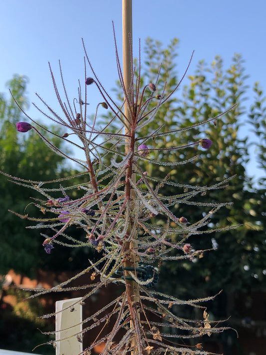 B. Aquatica ‘Fine form, red plant’ seeds