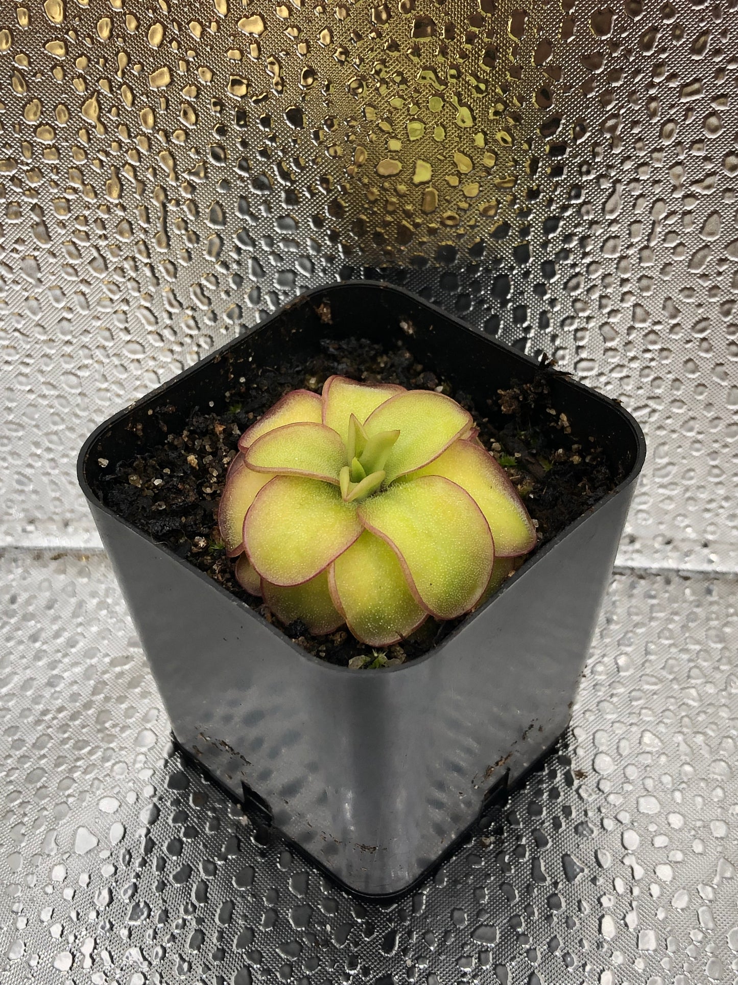 P. Laueana x Emarginata