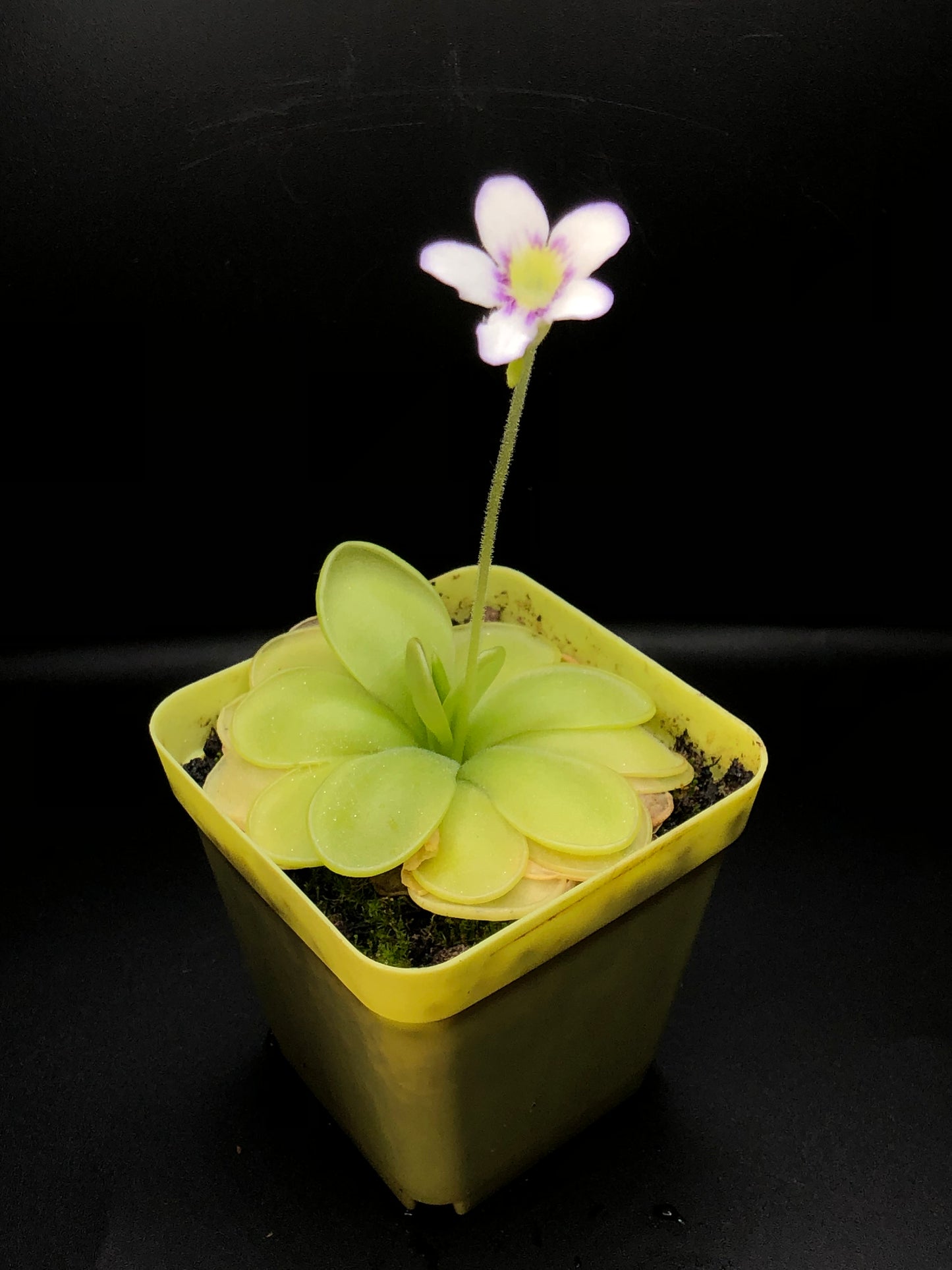 P. Moranensis var. caudata x spec. Guatemala