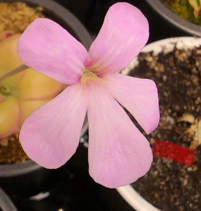 P. x 'Ali Rose'