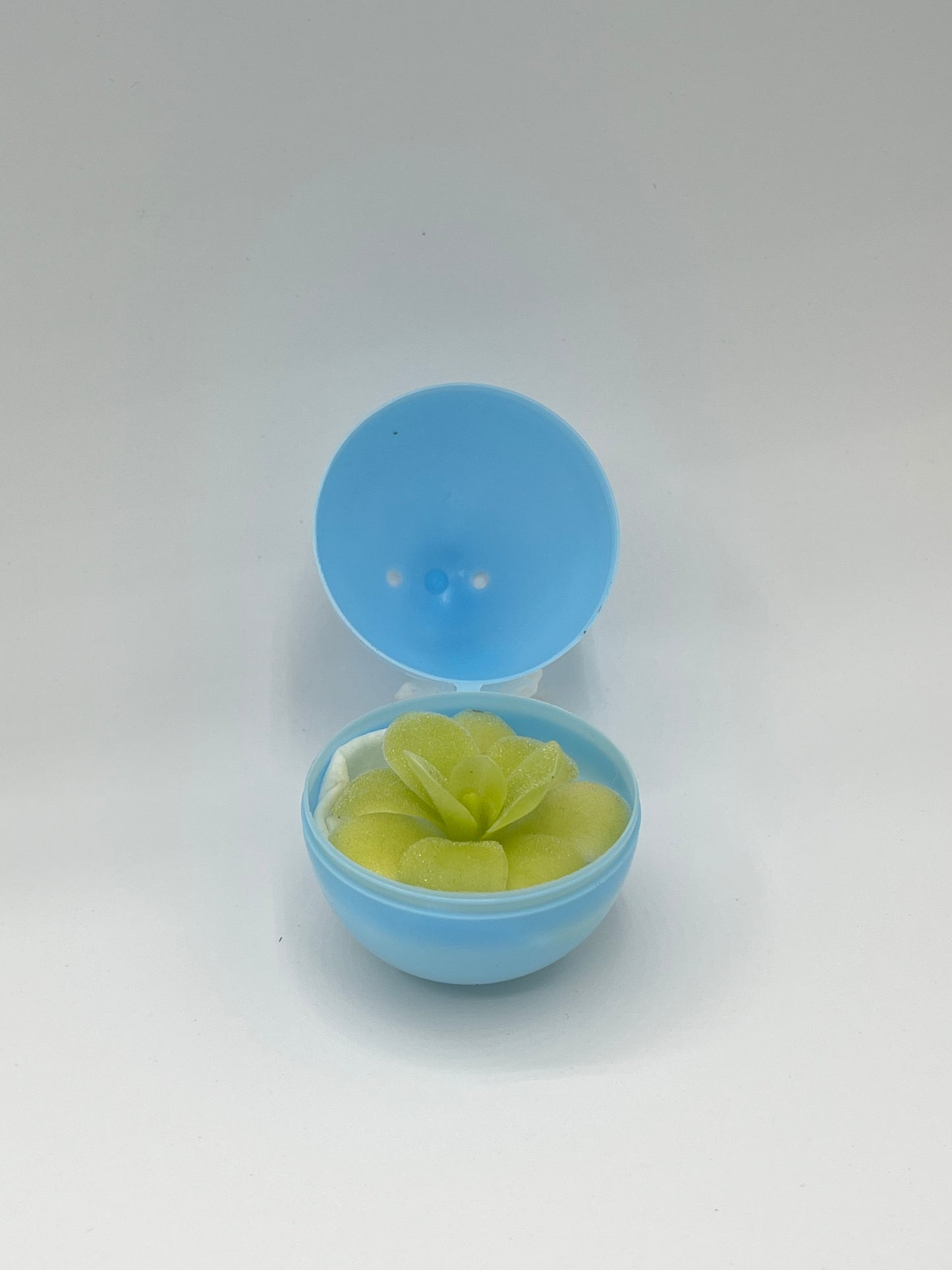 Mystery Eggs (Pinguicula)