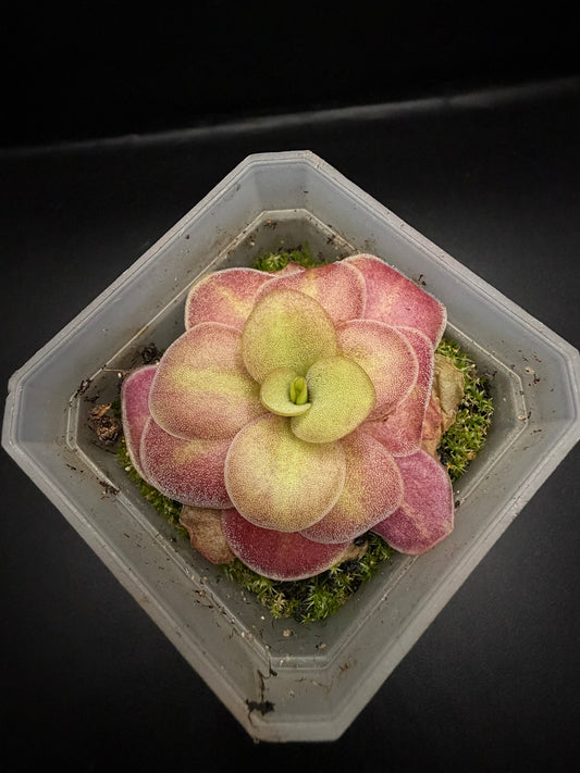 P. Agnata 'El Lobo' x 'Huahuapan' (red clone)