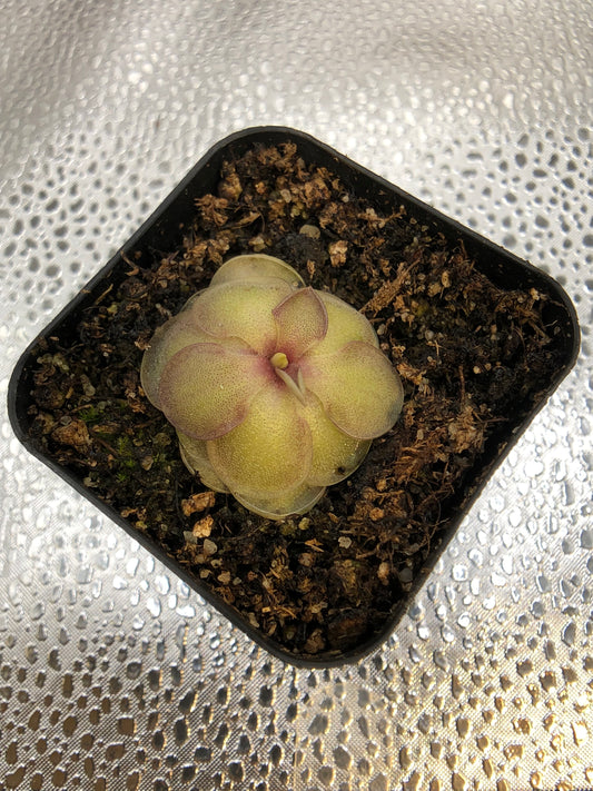 P. Cyclosecta x Emarginata