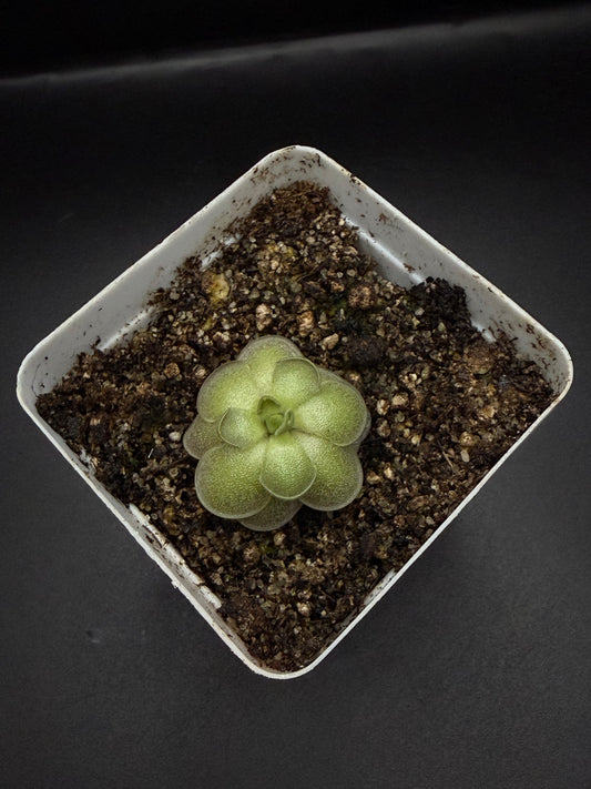 P. Cyclosecta
