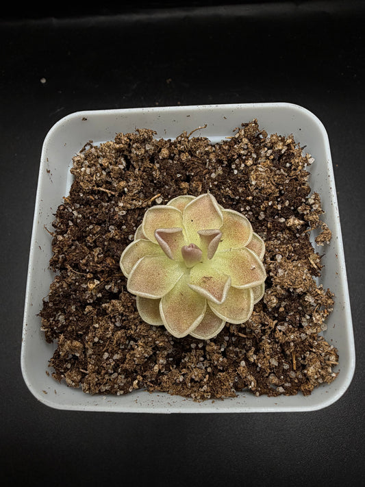 P. Ehlersiae "Cotton Candy"