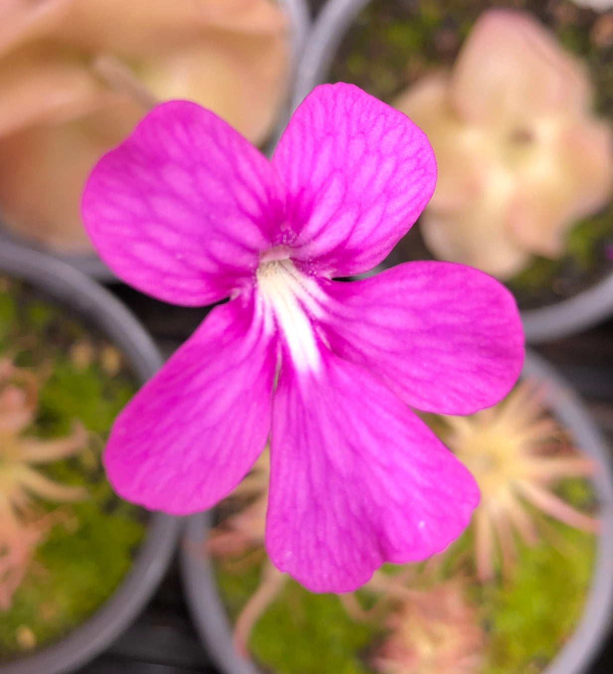 P. Moranensis