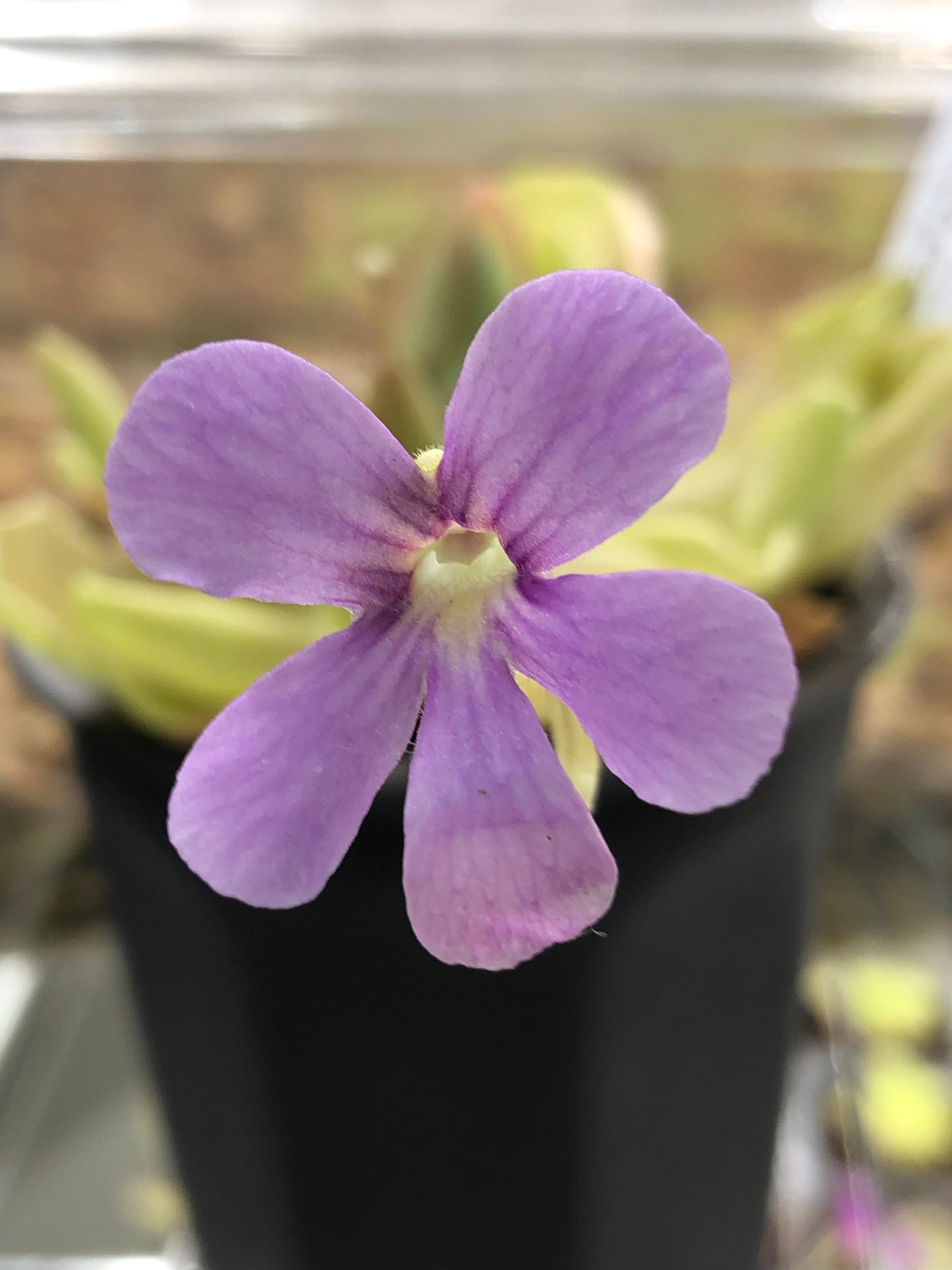 P. Pirouette