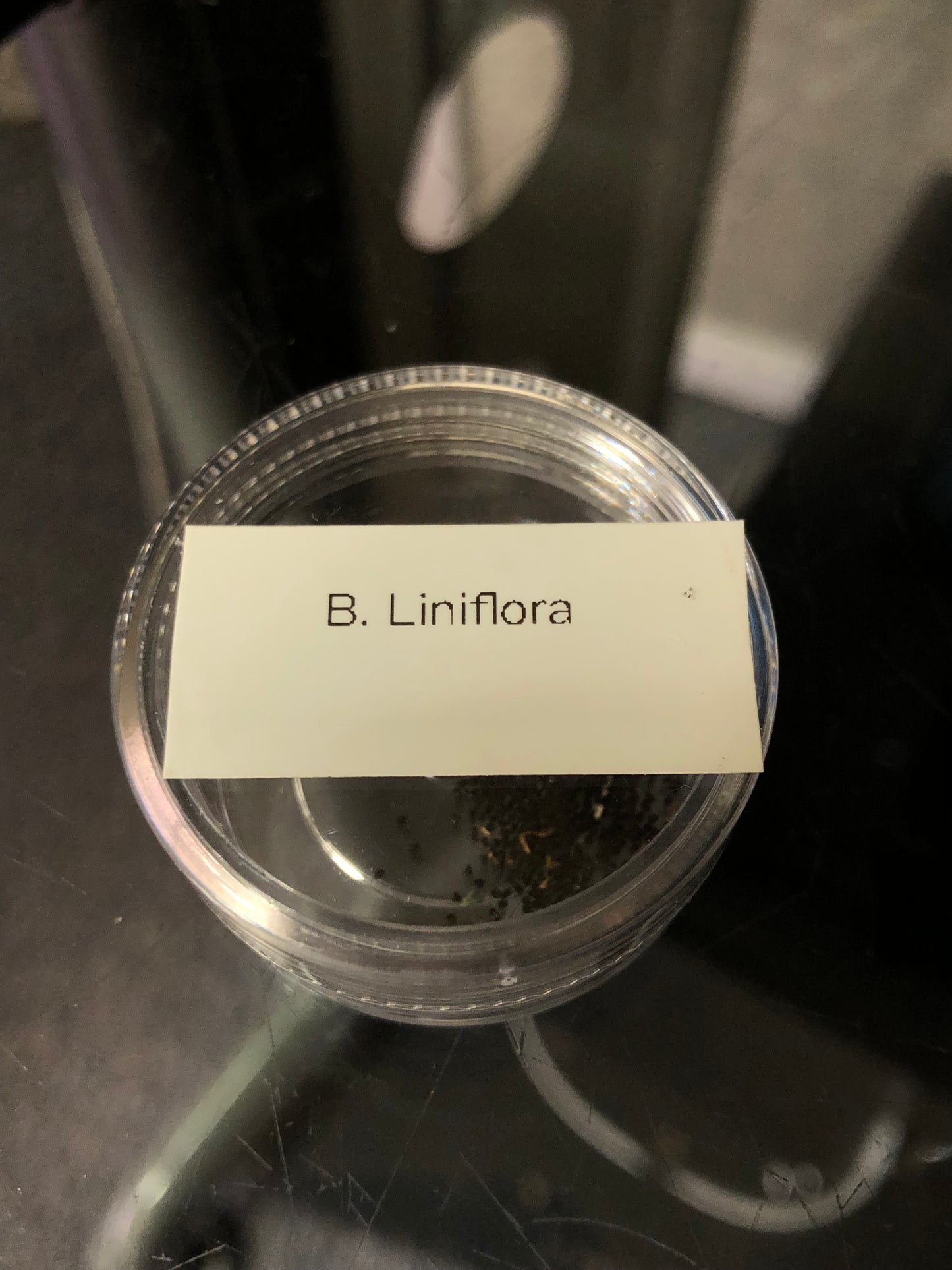 B. Liniflora (typical) seeds