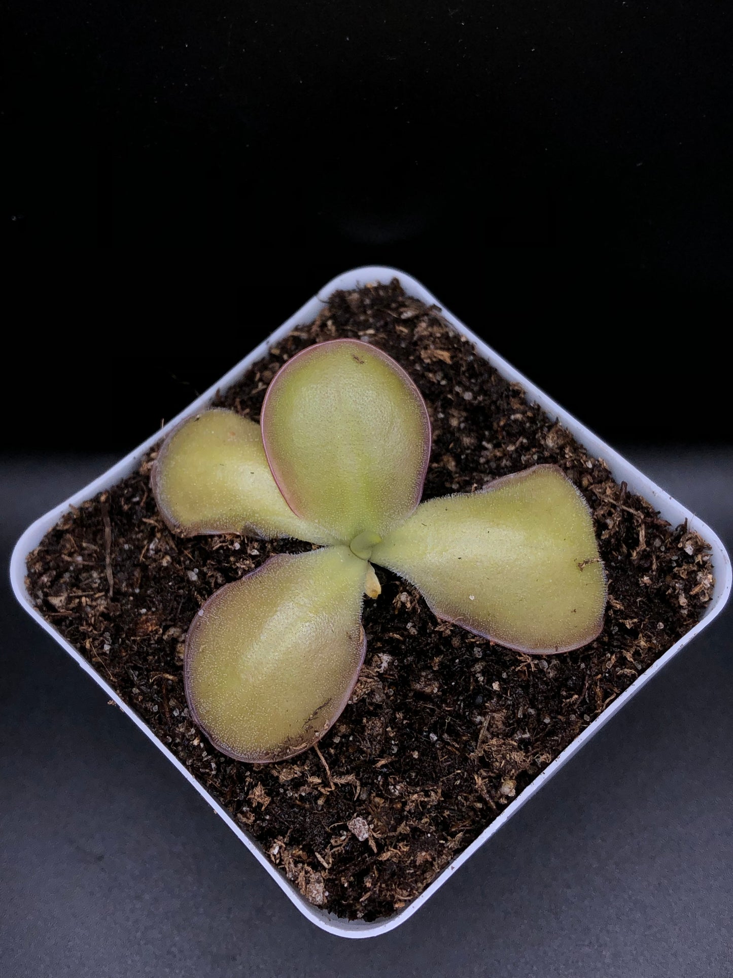 P. x 'Ali Rose'