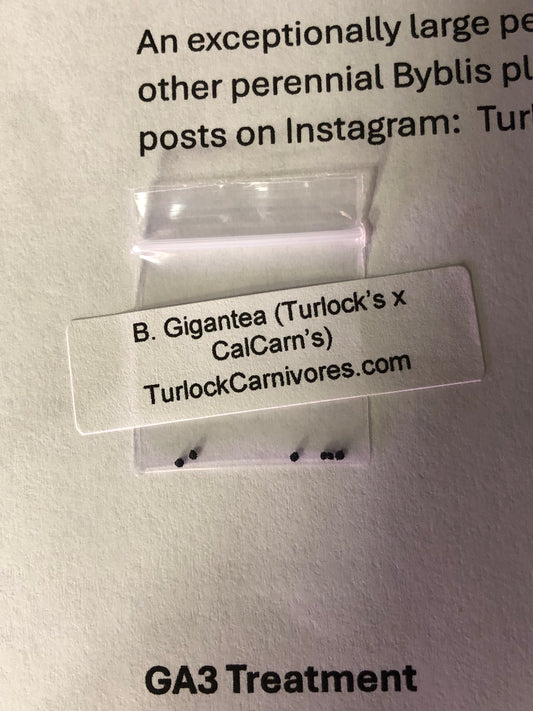 Perennial Byblis growing kit (5 seeds)