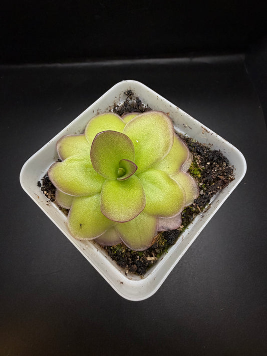 P. Gigantea x Laueana 'red'