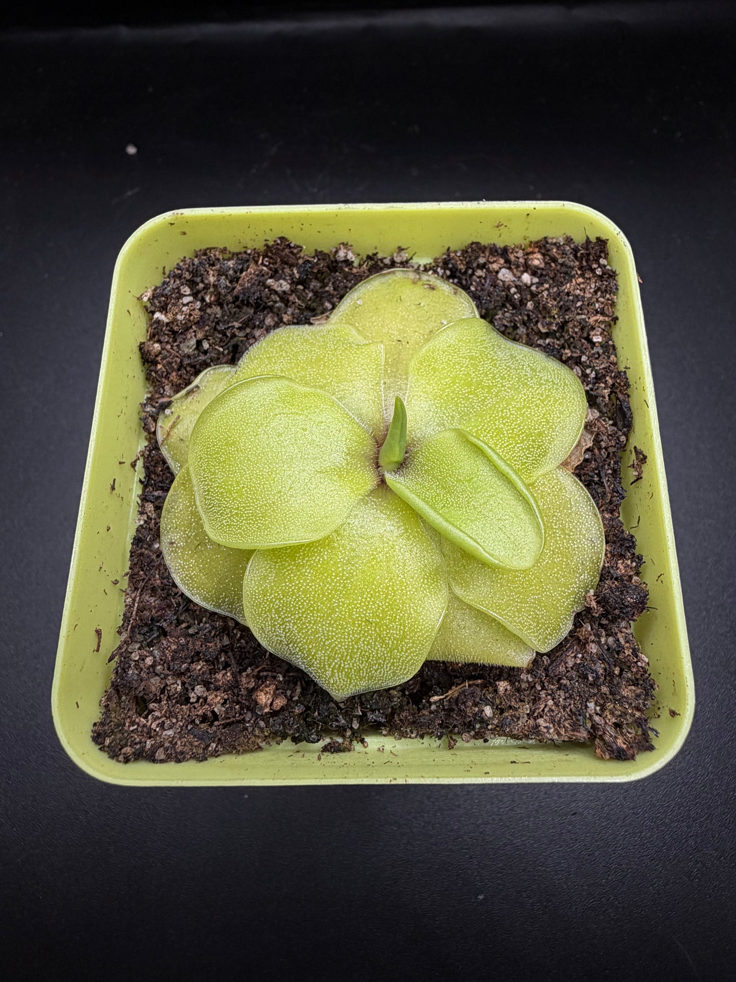P. Emarginata x Cyclosecta