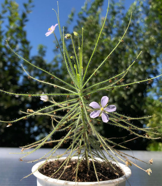 B. Liniflora “Pale flower” seeds